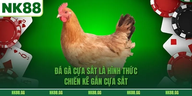 Đá gà cựa sắt là hình thức chiến kê gắn cựa sắt 